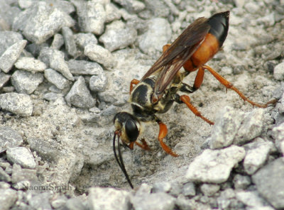 Great Golden Digger Wasp - Sphex ichneumoneus  S5 #0045