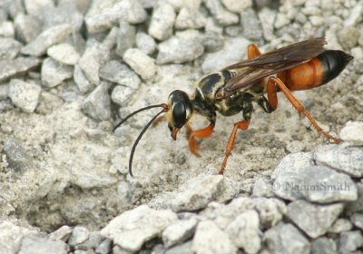 Great Golden Digger Wasp - Sphex ichneumoneus  S5 #0069