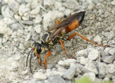 Great Golden Digger Wasp - Sphex ichneumoneus S5 #0071