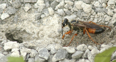 Great Golden Digger Wasp - Sphex ichneumoneus  S5 #124