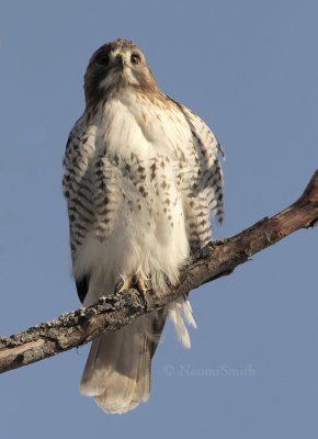 Red-tailed Hawk - Buteo jamaicensis  JA9 #7522