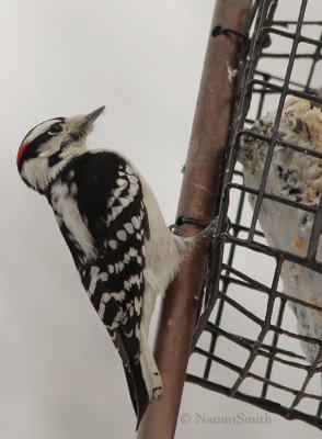 Downy Woodpecker - Picoides pubescens JA9 #7571
