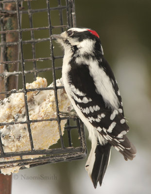 Downy Woodpecker - Picoides pubescens  JA9 #7744
