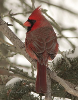 Northern Cardinal - Cardinalis cardinalis JA9 #7814