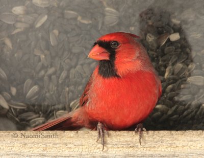 Northern Cardinal - Cardinalis cardinalis JA9 #7780