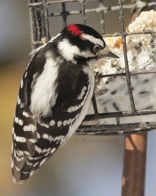 Downy Woodpecker - Picoides pubescens JA9 #7956
