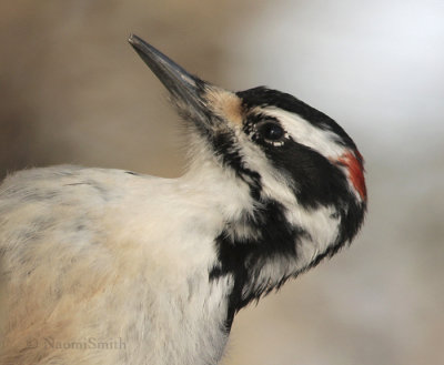 Hairy Woodpecker - Picoides villosus JA9 #7915