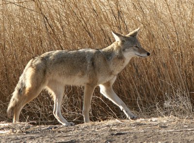 Coyote #3 Jan.14/06
