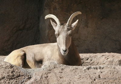 Mountain Goat - Jan. 16/06