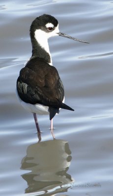 Black-necked Stilt - Himantopus mexicanus Jan. 18/06