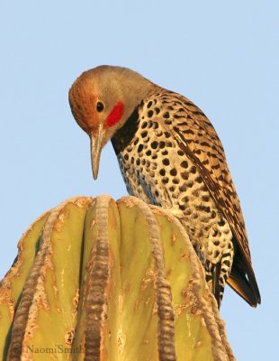 Gilded Flicker #4- Colaptes auratus Jan. 18/06