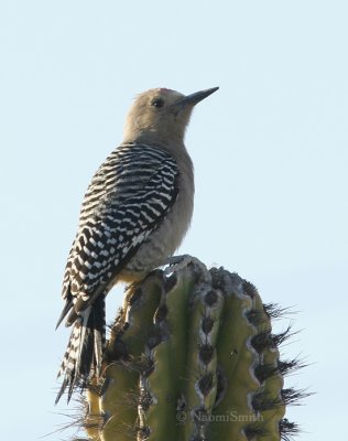 Gila Woodpecker - Melanerpes uropygialis  Jan. 18/06
