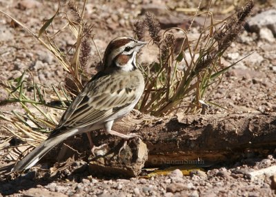 Lark Sparrow - Chondestes grammacus Jan. 19/06