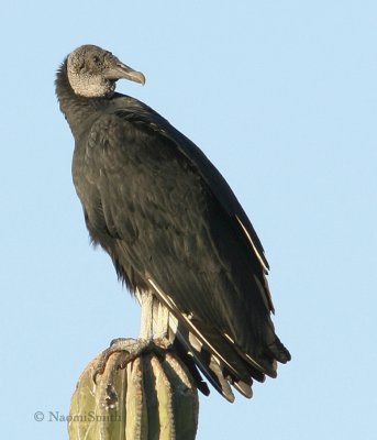 Black Vulture - Coragyps atratus-Jan.19/06