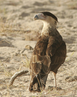 Crested Caracara - Polyborus plancus Jan. 22/06