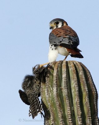 American Kestrel- Falco sparverius Jan. 22/06
