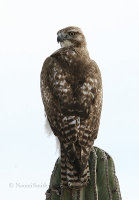 Red-tailed Hawk  Imm.- Buteo jamaicensis  Jan. 22/06
