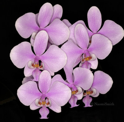 Phalaenopsis schilleriana v purpurea F9 #8535