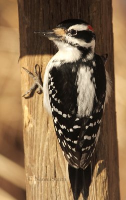 Hairy Woodpecker - Picoides villosus  JA9 #8349