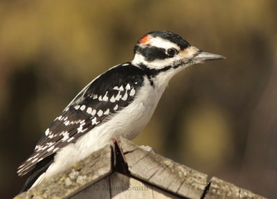 Hairy Woodpecker - Picoides villosus  JA9 #8360