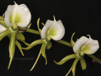 Angraecum eburneum F9 #8558