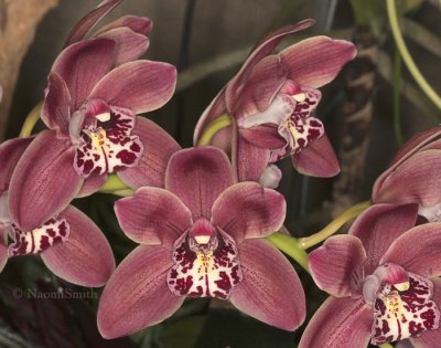 Cymbidium Darfield - Eastertide F9 #8675