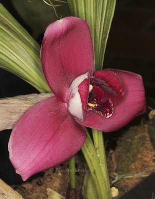 Lycaste Terry Kennedy F9 #8678