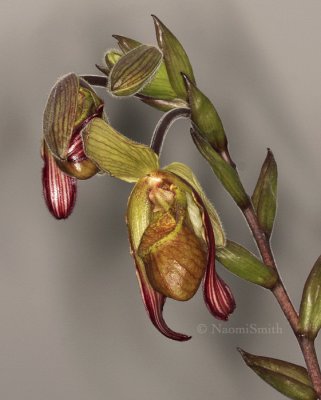 Phragmipedium lindleyanum F9 #8663