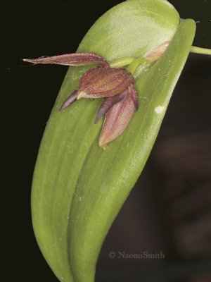 Pleurothallis linguifera F9 #8630