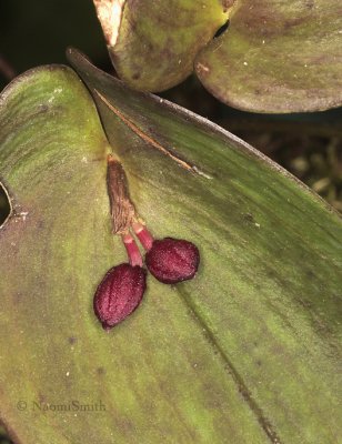 Pleurothallis bivalvis F9 #8629