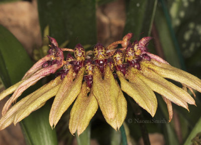 Bulbophyllum picturatum F9 #8646