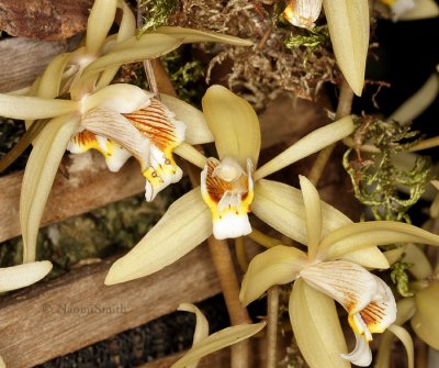 Coelogyne bella F9 #8648