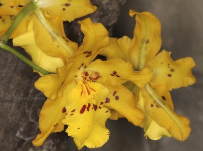 Odontocidium  Mayfair F9 #8666