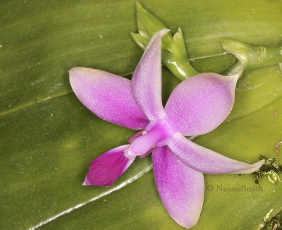 Phalaenopsis violacea F9 #8660