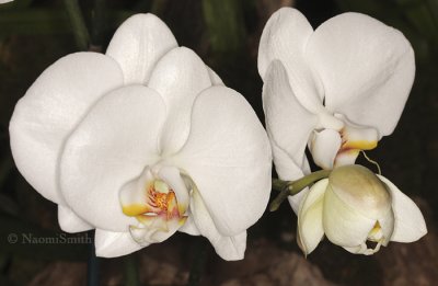 Phalaenopsis Sogo Yukidian F9 #8719