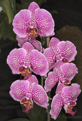 Phalaenopsis Leopard Prince Red Fission F9 #8726