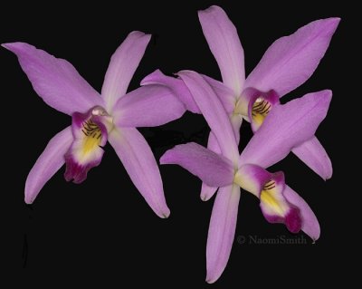 Laelia anceps F9 #8728