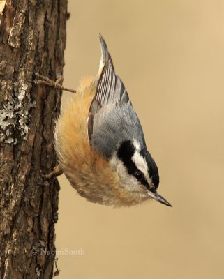 Red-breasted Nuthatch - Sitta canadensis  MR9 #9623