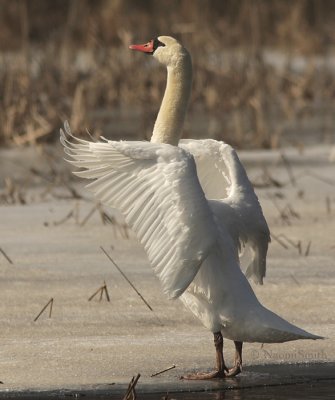 Mute Swan - Cygnus olor MR9 #9209