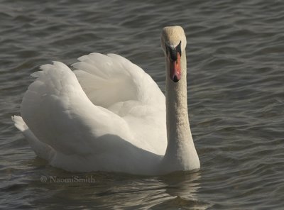 Mute Swan - Cygnus olor MR9 #9227
