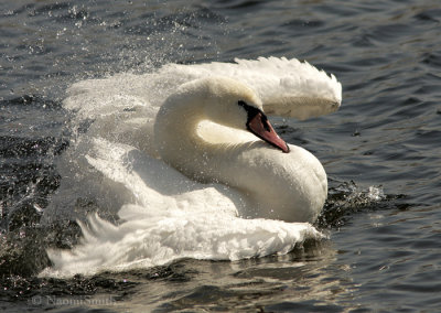 Mute Swan - Cygnus olor MR9 #9275