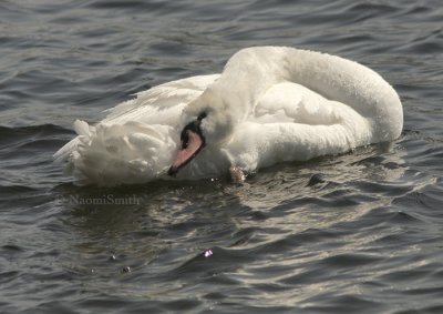 Mute Swan - Cygnus olor MR9 #9280
