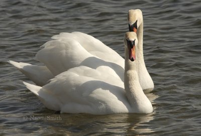 Mute Swans - Cygnus olor MR9 #9230