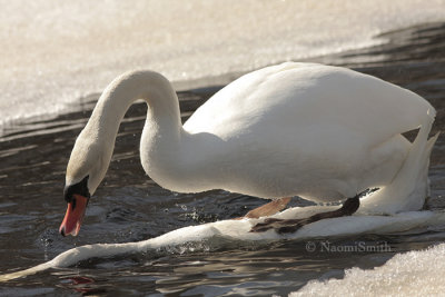 Mating Mute Swans MR9 #9185