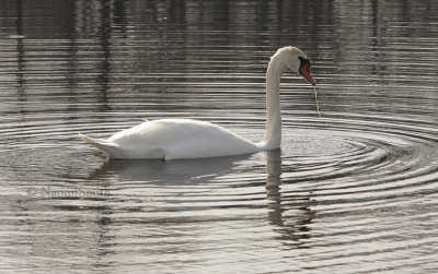 Mute Swan - ygnus olor MR9 #9908