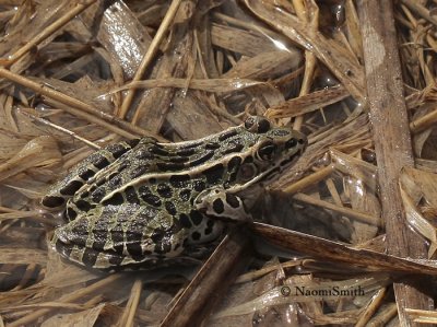 Northern Leopard Frog - Rana pipiens  AP9 #0136