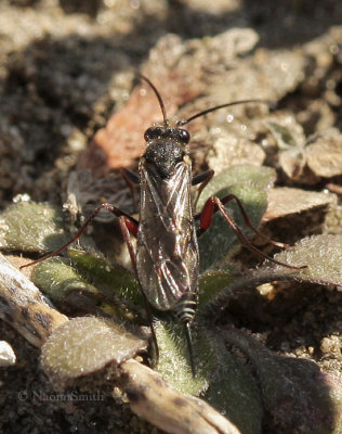 Ichneumon Wasp - female AP9 #0404