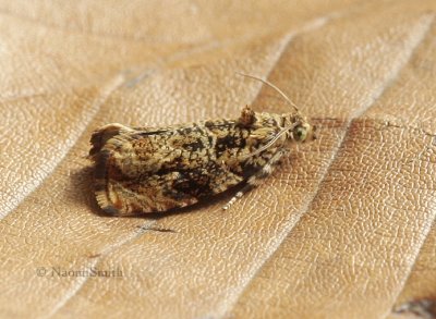 Tortricid Moth- Probably Genus Olethreutes  AP9 #1759