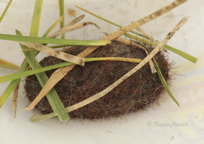 Woolly Bear Cocoon-Pyrrharctia isabella - see #4450  AP9 #1859