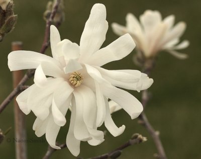 Magnolia stellata - Royal Star AP9 #1871